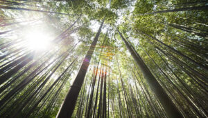 En bild av gröna trädkronor underifrån.